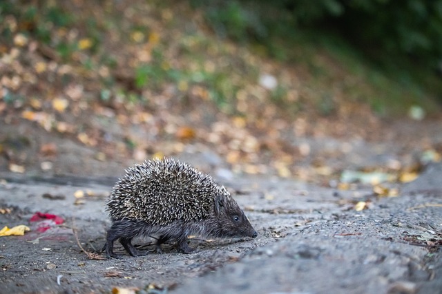 而拉什福德 而拉什福德